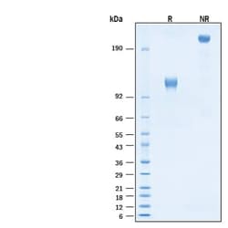 R D Systems Recombinant Human IFN-alpha/beta R1 Fc Chimera Protein, CF 50 &mu;g | Buy Online | R&amp;D Systems&trade; | Fisher Scientific
