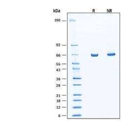 R D Systems Recombinant Human Active MEK1 Kinase Protein, CF 20 &mu;g | Buy Online | R&amp;D Systems&trade; | Fisher Scientific