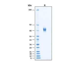 R D Systems Recombinant Human HepaCAM Fc Chimera Protein, CF 50 &mu;g | Buy Online | R&amp;D Systems&trade; | Fisher Scientific