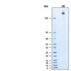R D Systems Recombinant Human Integrin alpha V beta 3 Fc Protein, CF 50 &mu;g | Buy Online | R&amp;D Systems&trade; | Fisher Scientific