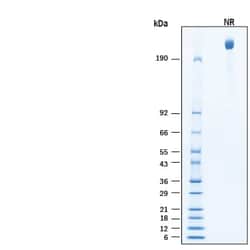 R D Systems Recombinant Human Integrin alpha V beta 6 Fc Protein, CF 50 &mu;g | Buy Online | R&amp;D Systems&trade; | Fisher Scientific