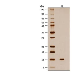 R D Systems Recombinant Human/Mouse/Rat GDF-8/Myostatin Protein, CF 50 &mu;g | Buy Online | R&amp;D Systems&trade; | Fisher Scientific