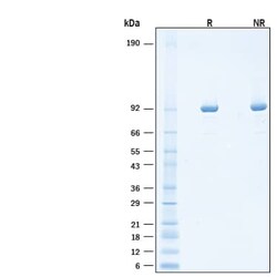 R D Systems Recombinant Escherichia T7 phage RNA polymerase Protein, CF 100 &mu;g | Buy Online | R&amp;D Systems&trade; | Fisher Scientific