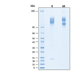 R D Systems Recombinant Human Integrin a5ss1 Protein, CF 50 &mu;g | Buy Online | R&amp;D Systems&trade; | Fisher Scientific
