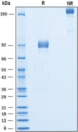 R D Systems Recombinant Cynomolgus Monkey 5T4 Fc Chimera Protein 100 &mu;g | Buy Online | R&amp;D Systems&trade; | Fisher Scientific