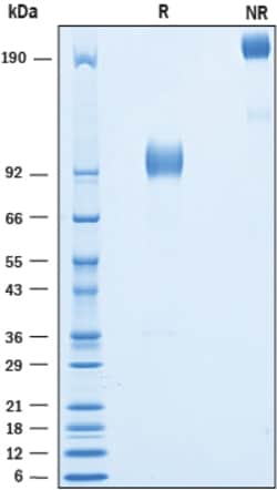 R&D Systems&trade;&nbsp;Recombinant Human 5T4 Fc Chimera Protein