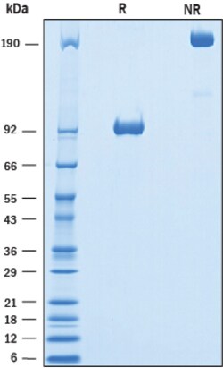 R&D Systems&trade;&nbsp;Recombinant Mouse 5T4 Fc Chimera Protein