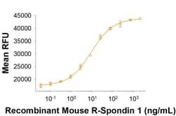 R D Systems Recombinant Mouse R-Spondin 1 (CHO-expressed) Protein 50 &mu;g | Buy Online | R&amp;D Systems&trade; | Fisher Scientific