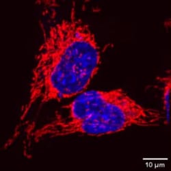 Tocris Bioscience™ MitoBrilliant Live 646
