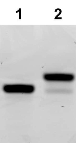 Tocris Bioscience preQ1-biotin 5 mg | Buy Online | Tocris Bioscience&trade; | Fisher Scientific