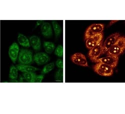 Tocris Bioscience™ RNA Imaging Probe 1c
