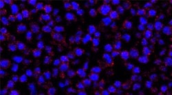 R&D Systems&trade;&nbsp;ClariTSA Fluorophore Kit 690