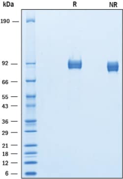 R&D Systems&trade;&nbsp;Recombinant Mouse ALCAM His-tag Protein