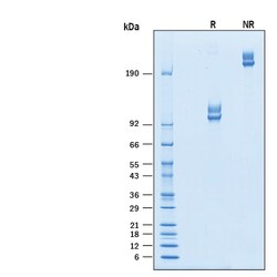 R D Systems Recombinant Cynomolgus ALCAM/CD166 Fc Chimera Protein 100 &mu;g | Buy Online | R&amp;D Systems&trade; | Fisher Scientific