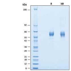 R&D Systems&trade;&nbsp;Recombinant Human APCDD1 His-tag Protein