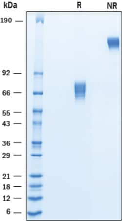 R&D Systems™ Recombinant Cynomolgus/Rhesus Macaque B7-1/CD80 Protein
