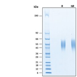 R&D Systems&trade;&nbsp;Recombinant Human B7-1/CD80 His-tag Avi-tag Protein