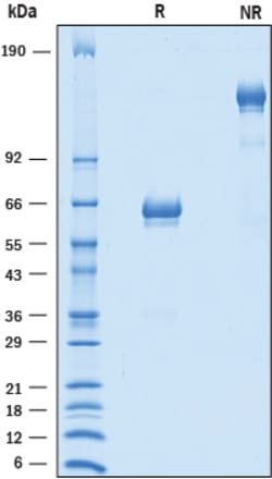 R D Systems Recombinant Human B7-H2 Isoform 3 Fc Chimera Protein 100 &mu;g | Buy Online | R&amp;D Systems&trade; | Fisher Scientific