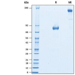 R D Systems Recombinant Rat B7-H2 Fc Chimera Protein 100 &mu;g | Buy Online | R&amp;D Systems&trade; | Fisher Scientific