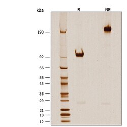 R D Systems Recombinant Cynomolgus B7-H7/HHLA2 Fc Chimera Protein 50 &mu;g | Buy Online | R&amp;D Systems&trade; | Fisher Scientific