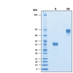 R&D Systems&trade;&nbsp;Recombinant Human BCMA/TNFRSF17 Fc Avi-tag Protein