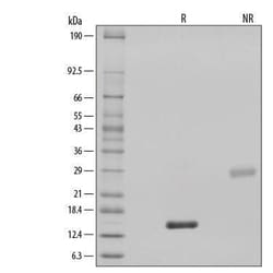 R&D Systems&trade;&nbsp;Recombinant Human BMP-2 GMP Protein, CF