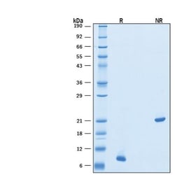 R D Systems Recombinant Human BMP-4 (E. coli-expressed) Protein 10 &mu;g | Buy Online | R&amp;D Systems&trade; | Fisher Scientific