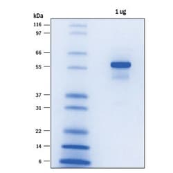 R&D Systems&trade;&nbsp;Recombinant Human His8-(DYKDDDDK)-BRD4 (49-460) Protein
