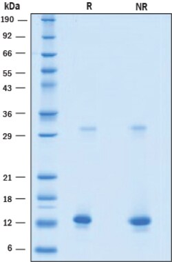 R D Systems Recombinant Human BST-2/Tetherin Protein 50 &mu;g | Buy Online | R&amp;D Systems&trade; | Fisher Scientific