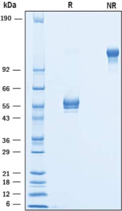 R&D Systems&trade;&nbsp;Recombinant Cynomolgus/Rhesus Macaque BTLA Fc Protein
