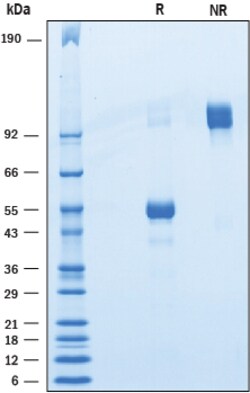 R D Systems Recombinant Human BTNL10/Butyrophilin-like 10 Fc Protein 50 &mu;g | Buy Online | R&amp;D Systems&trade; | Fisher Scientific