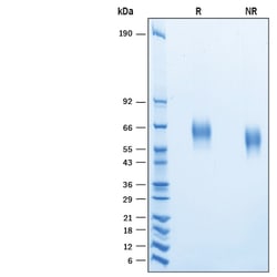 R&D Systems™ Recombinant Human CD155/PVR His-tag Avi-tag Protein