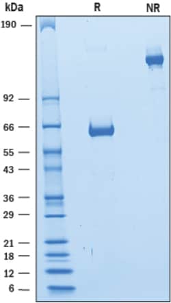 R&D Systems&trade;&nbsp;Recombinant Human CD2 Fc Chimera Protein