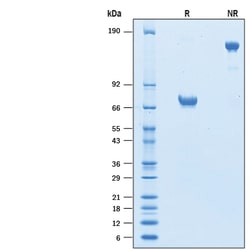 R&D Systems&trade;&nbsp;Recombinant Human CD200 Fc Chimera Avi-tag Protein