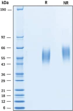 R&D Systems&trade;&nbsp;Recombinant Human CD200R1 His-tag Protein