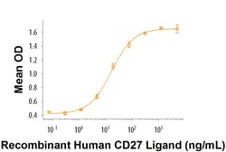 R&D Systems&trade;&nbsp;Recombinant Human CD27 Ligand/TNFSF7 Protein