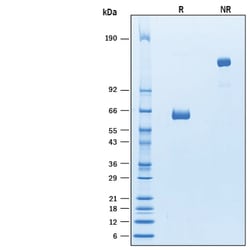 R&D Systems&trade;&nbsp;Recombinant Cynomolgus CD2 Fc Chimera Protein