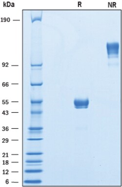 R&D Systems&trade;&nbsp;Recombinant Human CD300b/LMIR5 Fc Chimera Protein