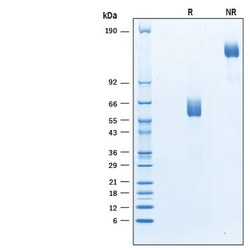 R D Systems Recombinant Mouse CD300c Fc Chimera Protein 50 &mu;g | Buy Online | R&amp;D Systems&trade; | Fisher Scientific