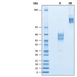 R D Systems Recombinant Human CD300d Fc Chimera Protein 50 &mu;g | Buy Online | R&amp;D Systems&trade; | Fisher Scientific