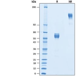 R D Systems Recombinant Mouse CD300d Fc Chimera Protein 50 &mu;g | Buy Online | R&amp;D Systems&trade; | Fisher Scientific