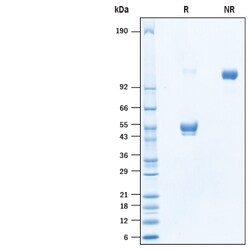 R D Systems Recombinant Human CD300e/LMIR6 Fc Chimera Protein 50 &mu;g | Buy Online | R&amp;D Systems&trade; | Fisher Scientific