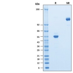 R&D Systems&trade;&nbsp;Recombinant Human CD302/CLEC13A Fc Chimera Protein
