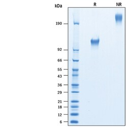 R&D Systems™ Recombinant Human CD30/TNFRSF8 Fc Avi-tag Protein