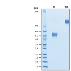R&D Systems&trade;&nbsp;Recombinant Human CD37 Fc Chimera Protein