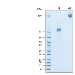R D Systems Recombinant Human CD44v5 Fc Chimera Protein 50 &mu;g | Buy Online | R&amp;D Systems&trade; | Fisher Scientific