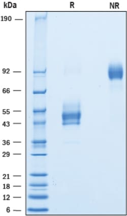 R&D Systems&trade;&nbsp;Recombinant Human CD63 Fc Chimera Protein