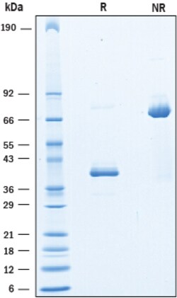 R D Systems Recombinant Human CD9-LEL Fc Chimera Protein 100 &mu;g | Buy Online | R&amp;D Systems&trade; | Fisher Scientific