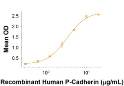 R D Systems Recombinant Human CDCP1 (Secreted Form) Fc Protein 50 &mu;g | Buy Online | R&amp;D Systems&trade; | Fisher Scientific