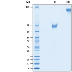R D Systems Recombinant Human CDCP1 (Secreted Form) Fc Protein 50 &mu;g | Buy Online | R&amp;D Systems&trade; | Fisher Scientific